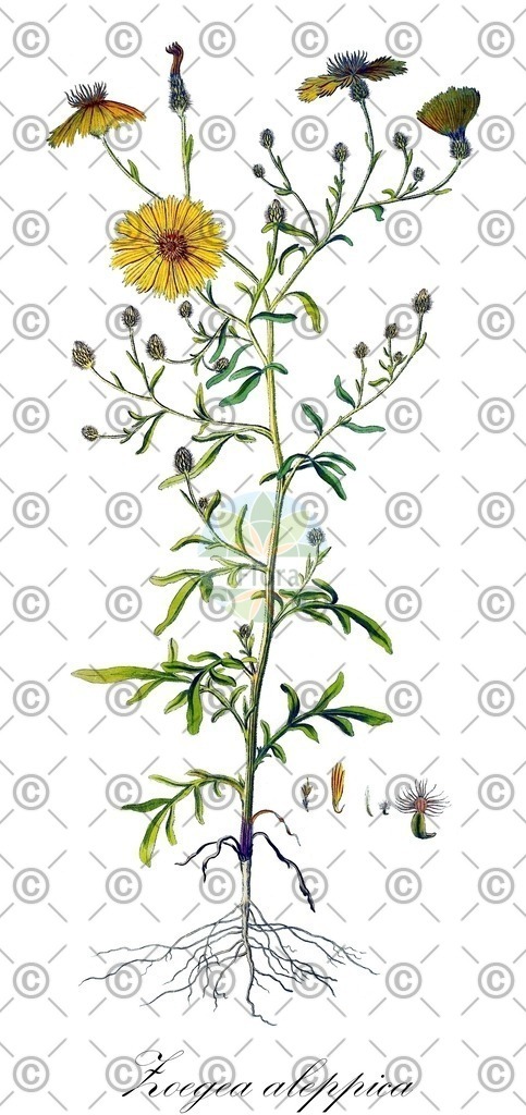 HistAbb_7PLFN_1_ENZY_Simple | Historische Abbildung von Zoegea aleppica - | Historical Illustration of Zoegea aleppica - 