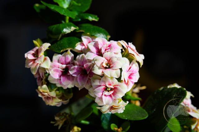 _DSC0657 | Shop für Prints Landschaftsfotografie Sächsische Schweiz Naturfotografie in Thüringen Fotos vom Findlingspark Nochten Kloster Sankt Marienstern Bilder Festung Königstein PanoramaRhododendronpark Kromlau FotogalerSchleswig-Holstein Küstenlandschaften
