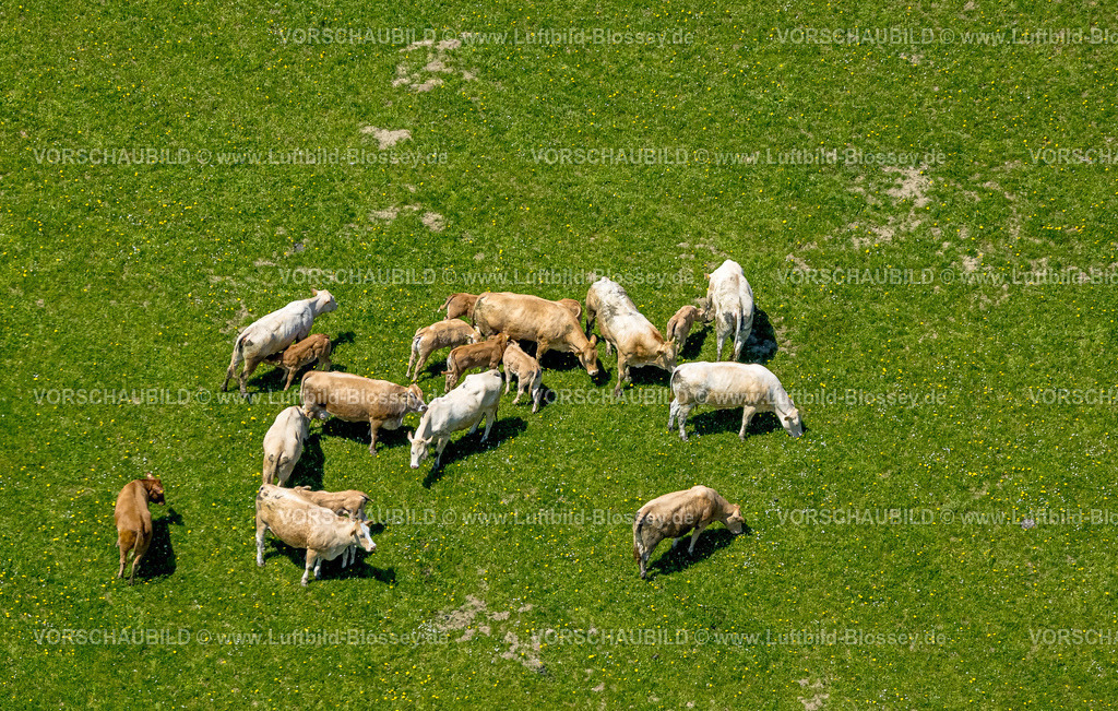 Schmallenberg240504964Boedefeld-2 | Luftbild, grasende Kühe auf einer Weide bei Kirchrarbach, Schmallenberg, Sauerland, Nordrhein-Westfalen, Deutschland