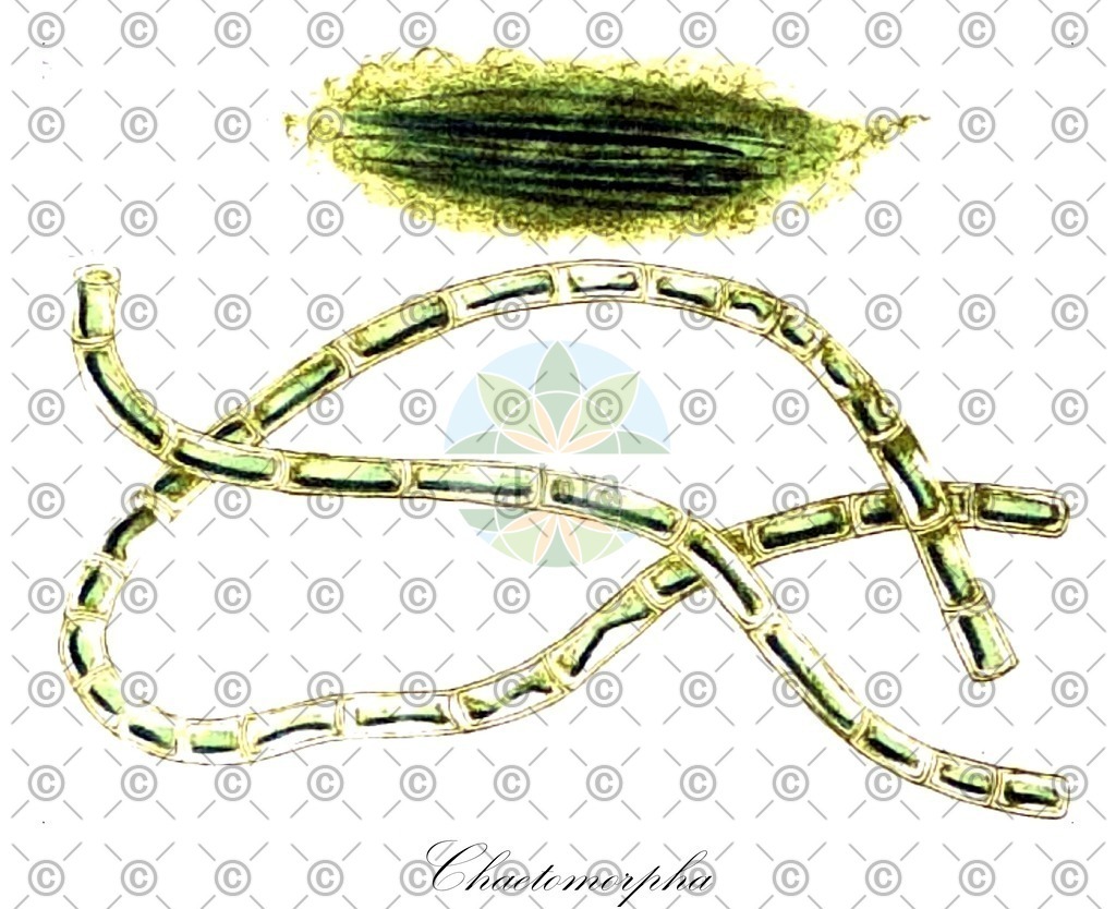 HistAbb_3LNB_2_ENZY_Simple | Historische Abbildung von Chaetomorpha - Cladophoraceae (0) | Historical Illustration of Chaetomorpha - Cladophoraceae (0)