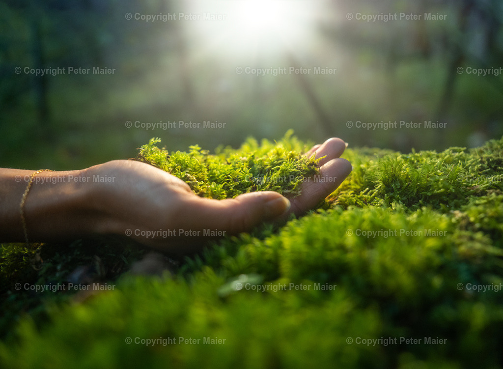Talboden_Osttirol_Erlebnisraum_Wald_23_Peter_Maier-2337 | piet_flosse