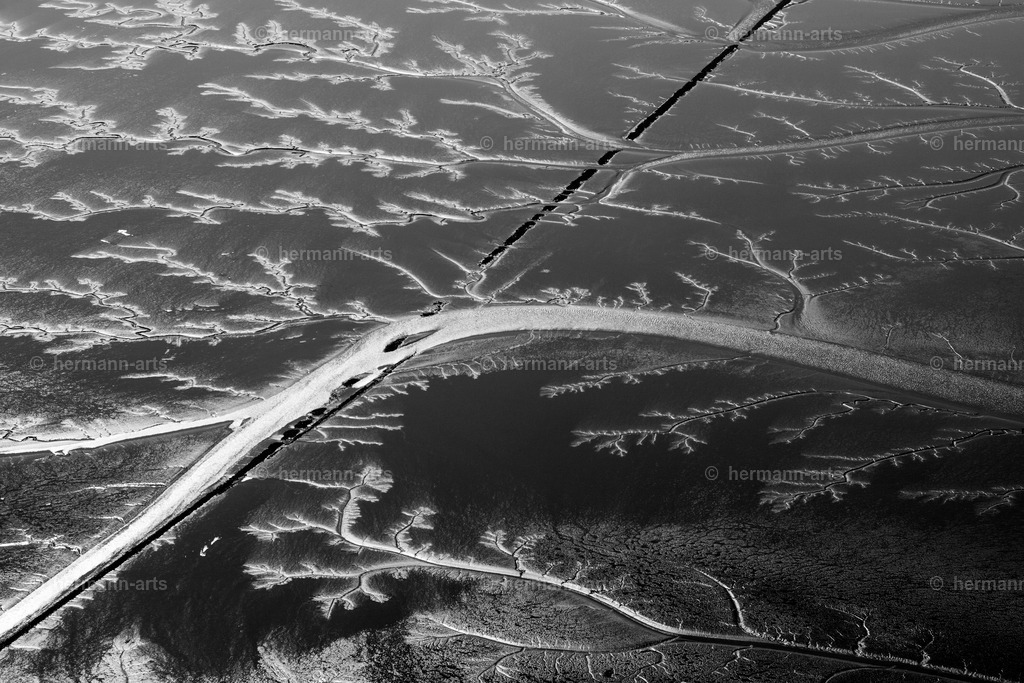 Nature-Arts-036 | Photo Foto Kunst Art schwarzweiss Bilder Rheine Münster Berlin Blumen 