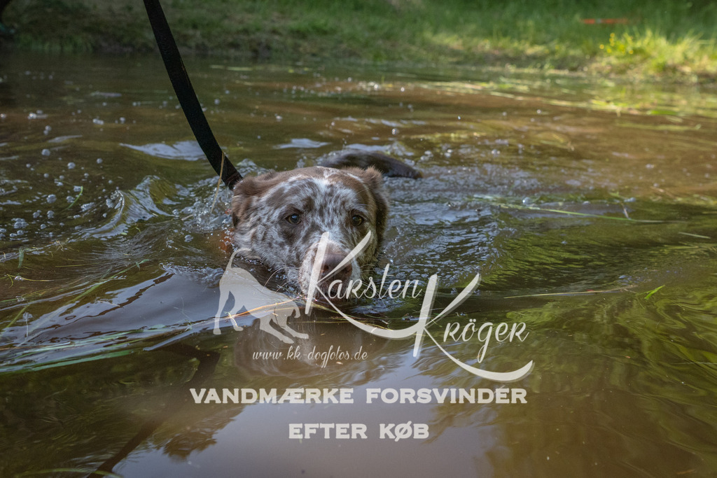 1703DKK991555 | kk-dogfotos