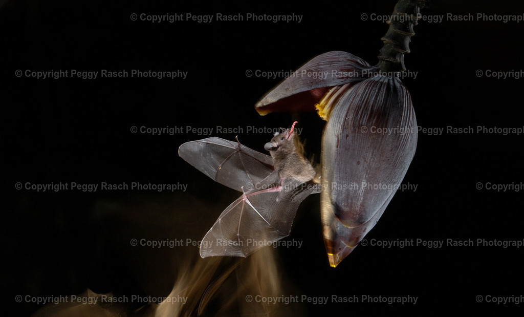 Fledermäuse (1) | PeggyRaschPhotography - Realisiert mit Pictrs.com