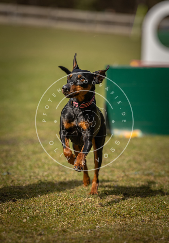 Pfotenfotografie_DV3A0551 | Hundefotografie, Tierfotograf, Pfotenfotografie, Fotoshooting Hund, Hunde Portrait, Hundesport, Hundeportraits, Heideshooting, Hunde, Sportfotograf, Hundefotograf, Turnierhundsport, THS,  - Realisiert mit Pictrs.com