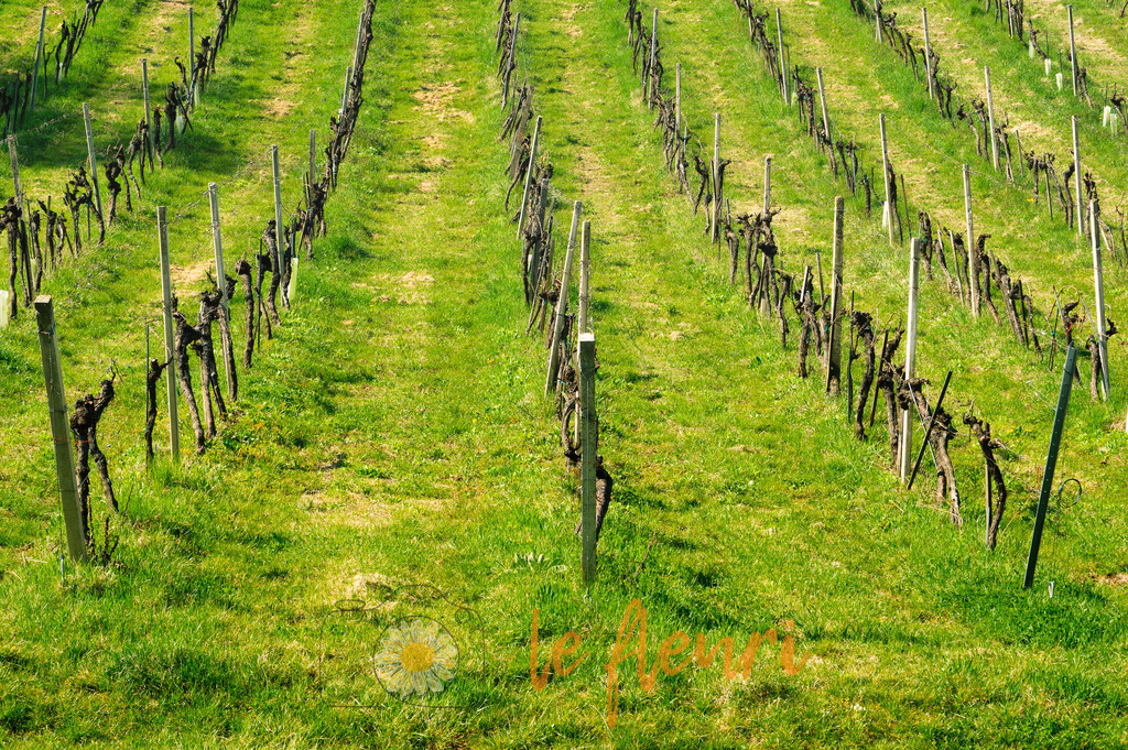 Reben in Straden | Dies ist der Shop von Florian Blum - le fleuri. Langenthal, Bern, Schweiz. Sie können hier meine oder ihre eigenen Fotos als Fotoprodukte kaufen. Tassen, Schlüsselanhänger, Taschen etc. können Sie hier gestalten.  - Realisiert mit Pictrs.com