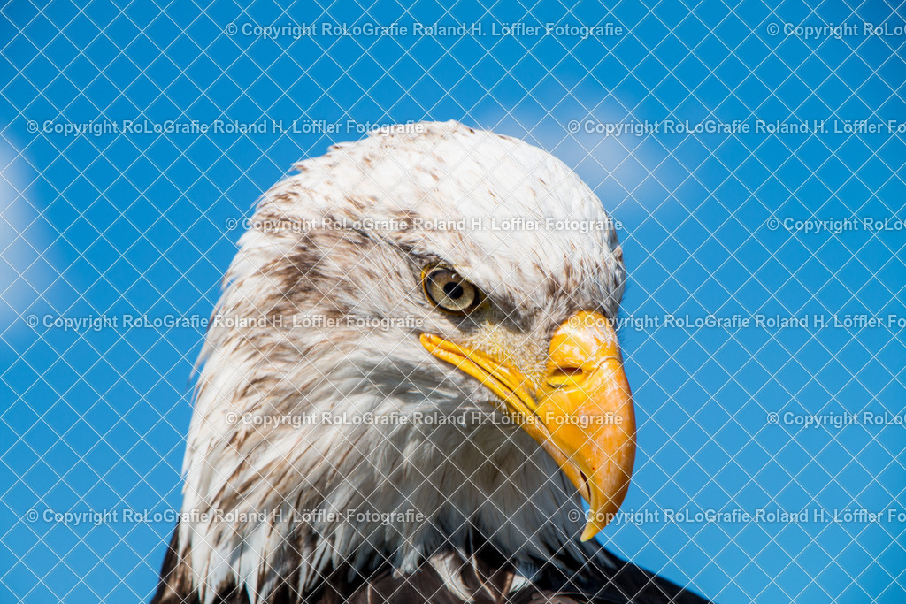 Weißkopfseeadler-01 | Porträt eines Weißkopfseeadler - Realisiert mit Pictrs.com