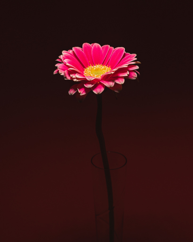 _DSC0220 | renerovisanfotoart.com