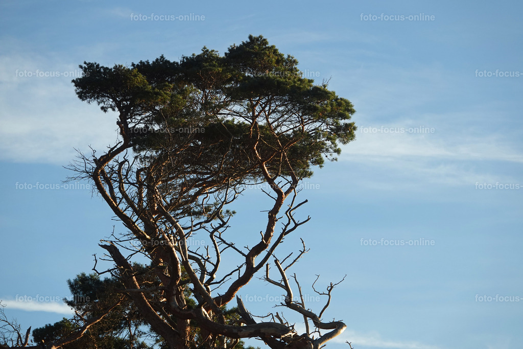Wind-swept trees in late autumn | foto-focus-online