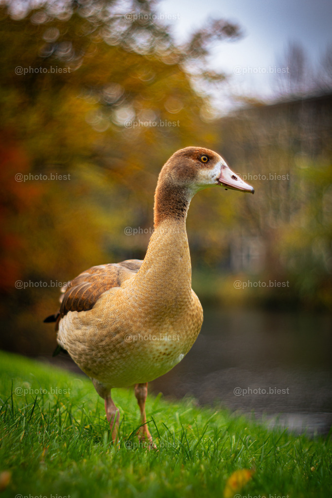 Gans toll | Eine Nilsgans im Park. - Realisiert mit Pictrs.com
