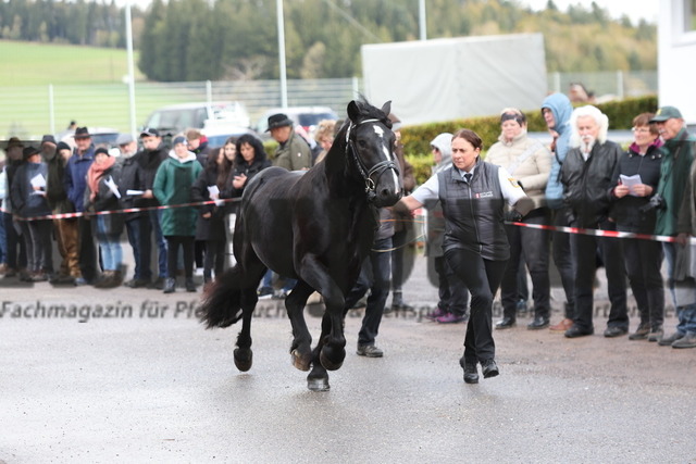 Sankt Märgen_2023_Körung_Pflastermusterung (86) | Alle Fotos der Reiterjournal Fotografin Doris Matthaes im Reiterjournal Online-Fotoshop. - Realisiert mit Pictrs.com
