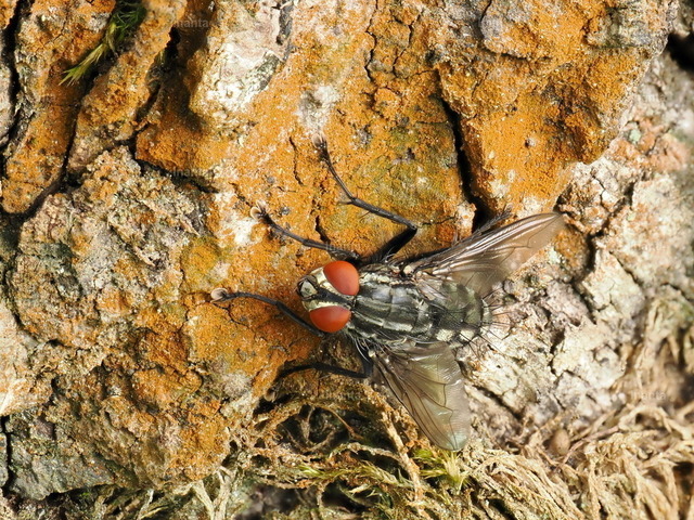 Graue Fleischfliege (Sarcophaga carnaria) | Die Graue Fleischfliege (Sarcophaga carnaria), auch Aasfliege genannt, ist eine 10–18 mm große, grau-schwarz gemusterte Fliege aus der Familie der Fleischfliegen. Sie wird häufig an Aas, Kot oder in Gärten beobachtet.
 –  – 
The Common Flesh Fly (Sarcophaga carnaria), also known as the Grey Flesh Fly, is a 10–18 mm grayish-black patterned fly from the flesh fly family. It is commonly found near carrion, dung or in gardens. - Realisiert mit Pictrs.com
