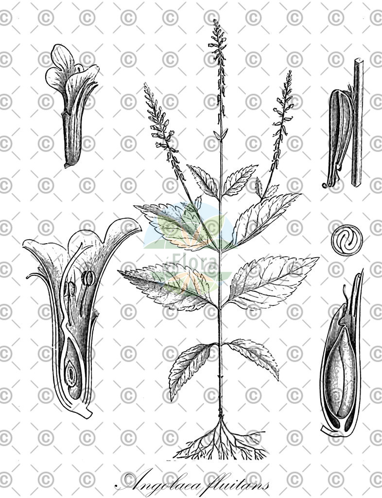 HistAbb_wfo-0000536542_172_ENZY_Simple | Historische Abbildung von Angolaea fluitans - Podostemaceae | Historical Illustration of Angolaea fluitans - Podostemaceae