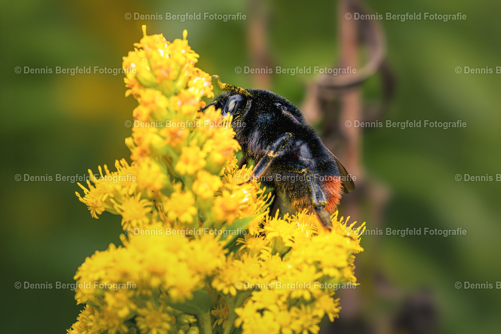 Hummel5 | Entdecken Sie Natur, Makro und Tierfotografie von Dennis Bergfeld.Besondere Momente und Details der Natur, hochwertig als Foto und Wandbild erhältlich. - Realisiert mit Pictrs.com