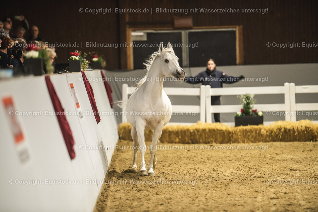 20240302_Hengstvorstellung_Marbach_TOMsPiC_1154 | equistock