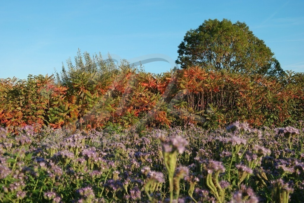 NatureArt-HERBSTHECKE_0066 | Runder Baum über der Herbsthecke | #002 | Modell: Katey | Foto: Ann-Kristin Schmidt - Realisiert mit Pictrs.com