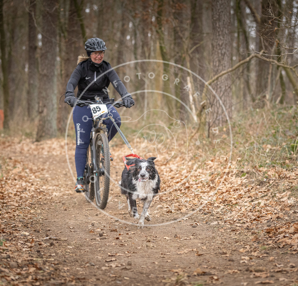 Pfotenfotografie_DV3A6259 | Hundefotografie, Tierfotograf, Pfotenfotografie, Fotoshooting Hund, Hunde Portrait, Hundesport, Hundeportraits, Heideshooting, Hunde, Sportfotograf, Hundefotograf, Turnierhundsport, THS,  - Realisiert mit Pictrs.com