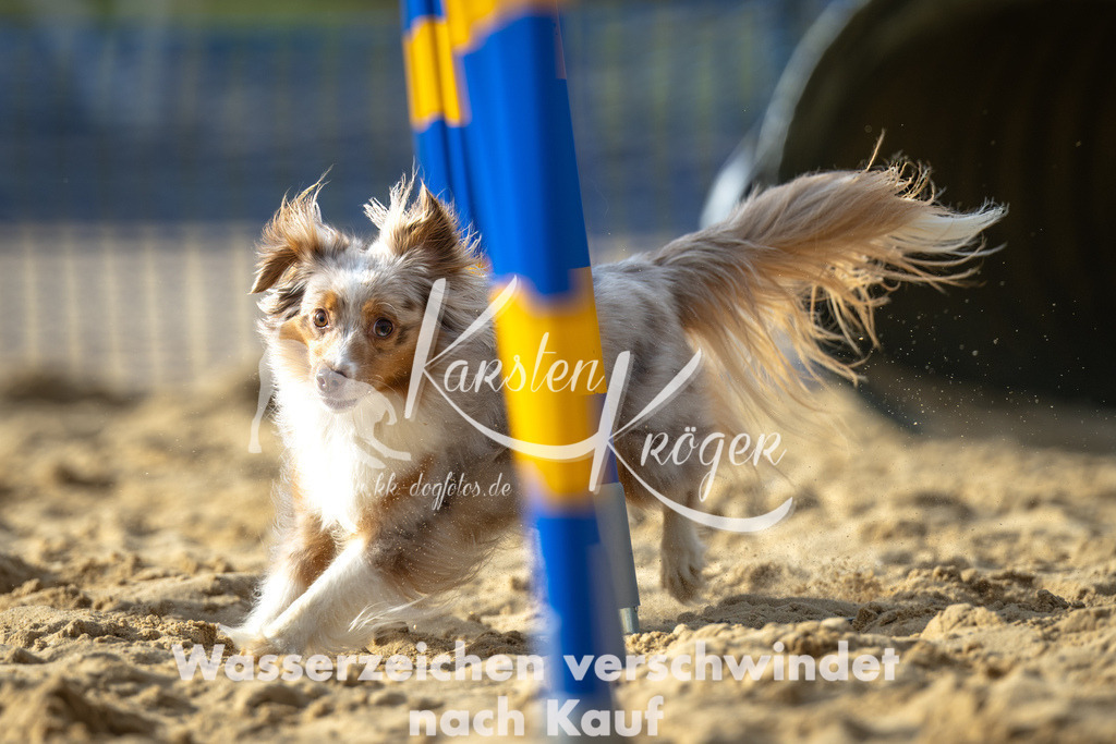 1557_ZZ92567-Bearbeitet | kk-dogfotos