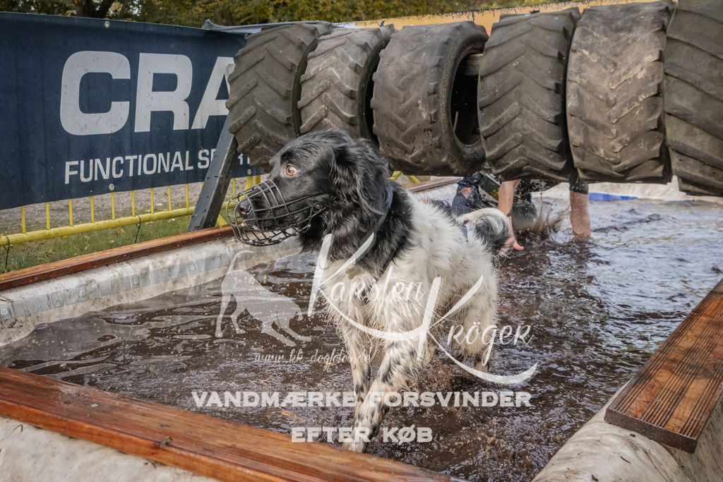 1442_ZZ94897 | kk-dogfotos
