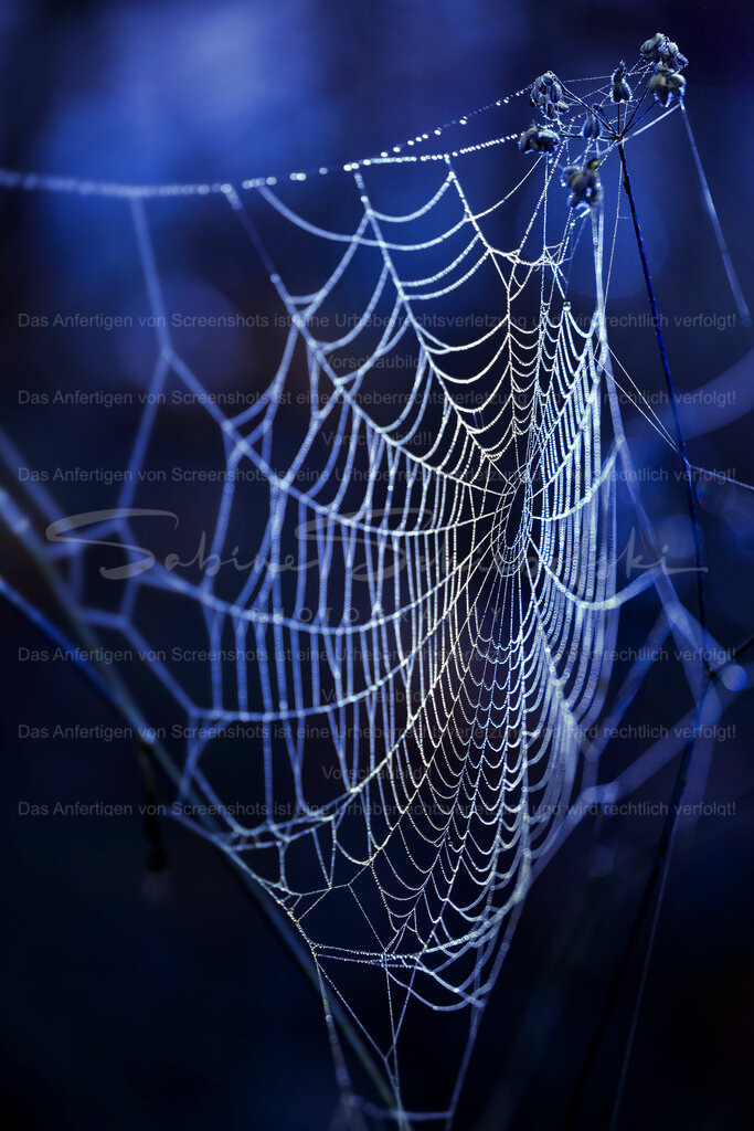Spinnennetz im Zauberwald | People- und Tierfotografie, Imageaufnahmen, Veranstaltungsfotografie und Wandbilder aus der Natur ★ Made in Germany ✔️ Druck + Downloads ✔️ Naturfotografie in Top Qualität ★ schneller Versand, weltweite Lieferung! - Realisiert mit Pictrs.com