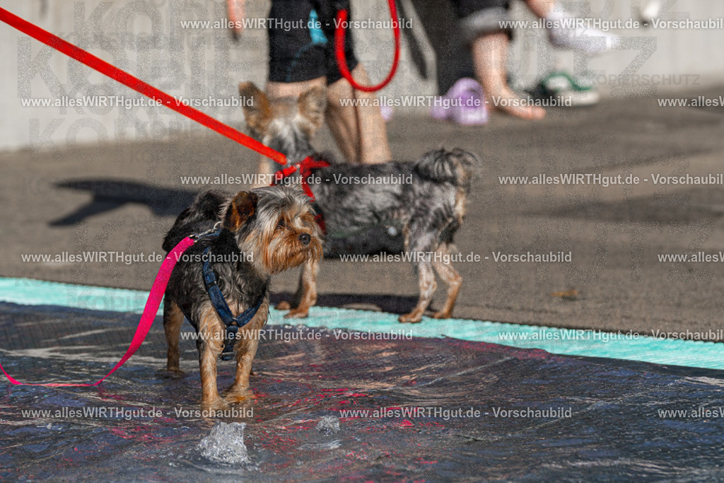 Hundeschwimmen_Volksbad_2026-allesWIRTHgut_Tierfotografie-2609061159-FAY06355 | Professionelle Tierfotografie in Mönchengladbach von Daniel Wirth (allesWIRTHgut). Liebevolle & natürliche Bilder von Hunden & Katzen für unvergessliche Erinnerungen.