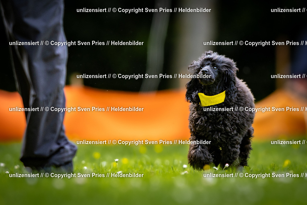 Sven Pries | 2026-05-14 - Hunderennen KA Durlach Vatertag 2026 - Realisiert mit Pictrs.com
