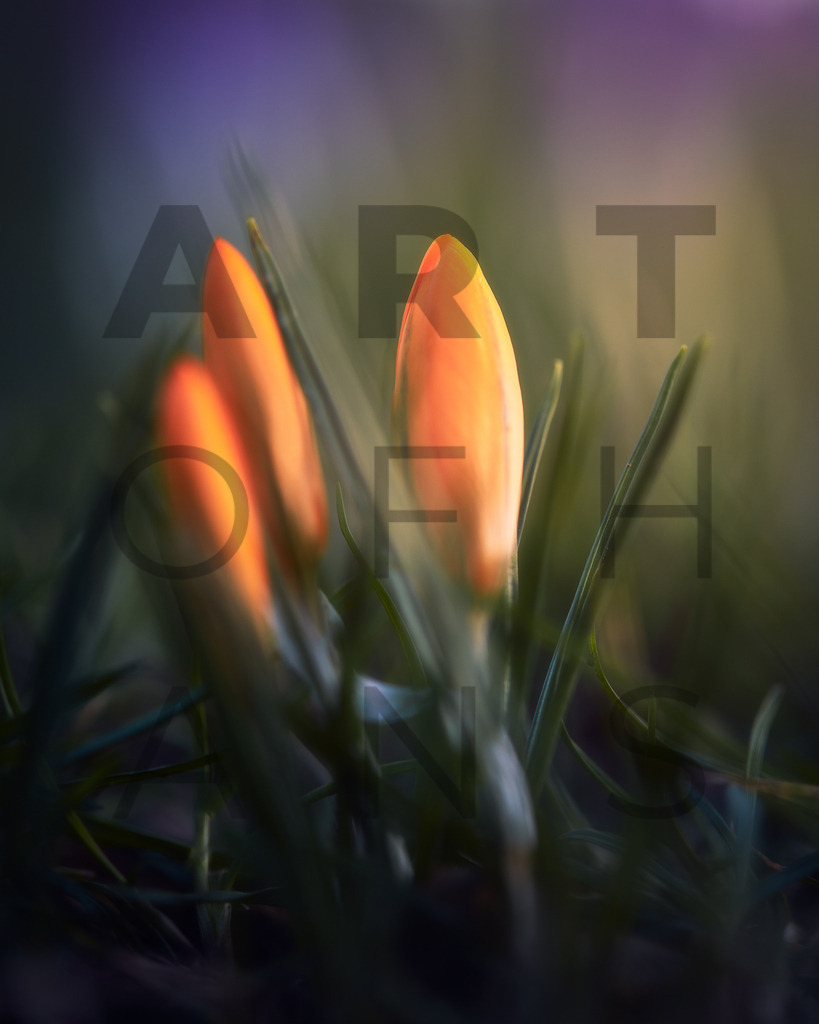 Ein Hans Fineart Original | Entdecke die Kunst von Hans Fineart - Fotografien für dein Zuhause. Verwandle deine Wände mit einzigartigen Kunstwerken und bringe die Schönheit der Welt in dein Leben. Bestelle jetzt und schaffe einen Ort der Inspiration und Eleganz.