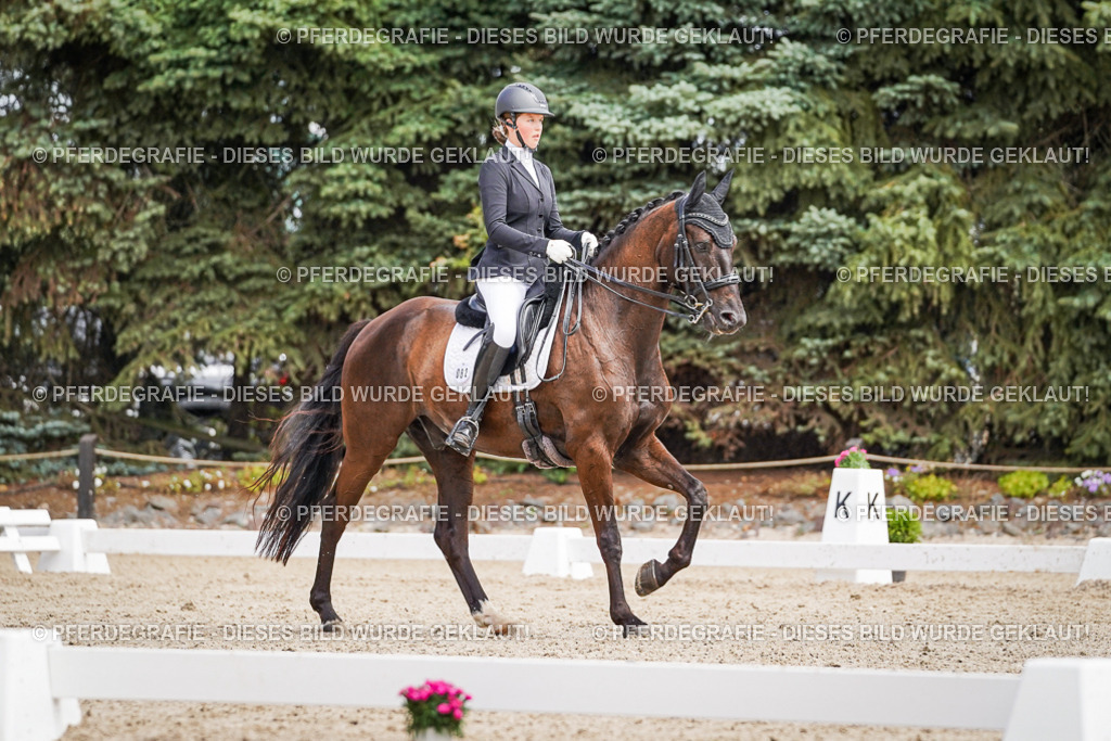 DSC03520 | Pferdegrafie