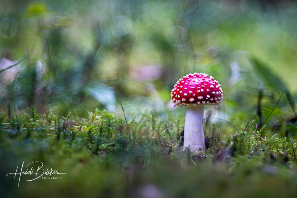 Fliegenpilz | Fliegenpilz auf moosigen Waldboden - Realisiert mit Pictrs.com