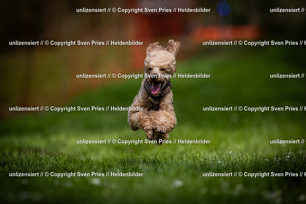 Sven Pries | 2025-04-13 - Hunderennen Baden-Baden - Realisiert mit Pictrs.com