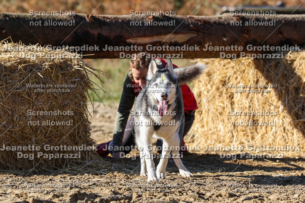 Dog Paparazzi - Strongdog 10-25-2612 | Dog Paparazzi Jeanette Grottendiek Fotografie & Videografie