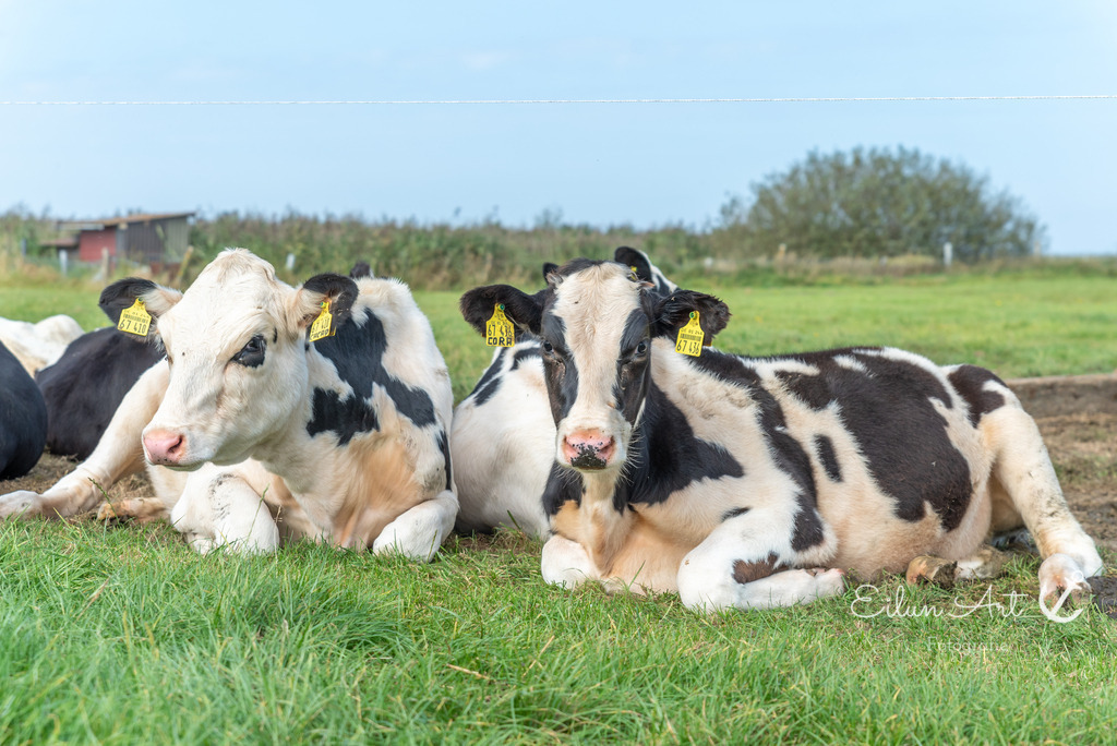 EAF_9485 | Eilun-Art-Fotografie Levke Martens, ihre Fotografin für Immobilien- und Landschaftsfotografie auf Föhr, Föhrer Motive als Poster, Leinwand, hinter Acrylglas oder stelle dir deinen eigenen Monatskalender zusammen, mit nur einem Klick