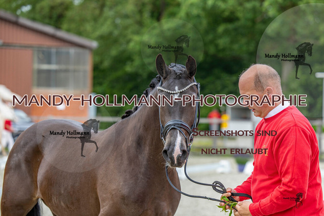 Regelia (33 von 90) | mandyhollmannphotographie
