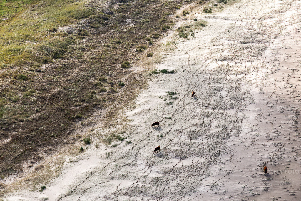 Aerial view: Cattle in the dunes on the sandy beach in Fanø in the state South Denmark, Denmark.Photo: IMG_118594.jpg taken on 09/21/2019 by Werner Riehm/FLY-FOTO.comResolution of the original: 5472 x 3648 px
