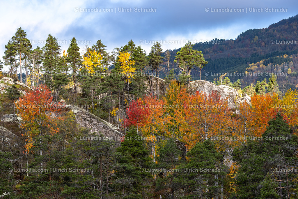 10047-10051 - Herbststimmung am See - Norwegen | Stockfoto und Bilderpool mit Bildmaterial aus Deutschland, dem Harz, Halberstadt, Quedlinburg, Wernigerode und weltweit. Qualitativ hochwertige und professionelle Fotos anschauen und kaufen. - Realisiert mit Pictrs.com