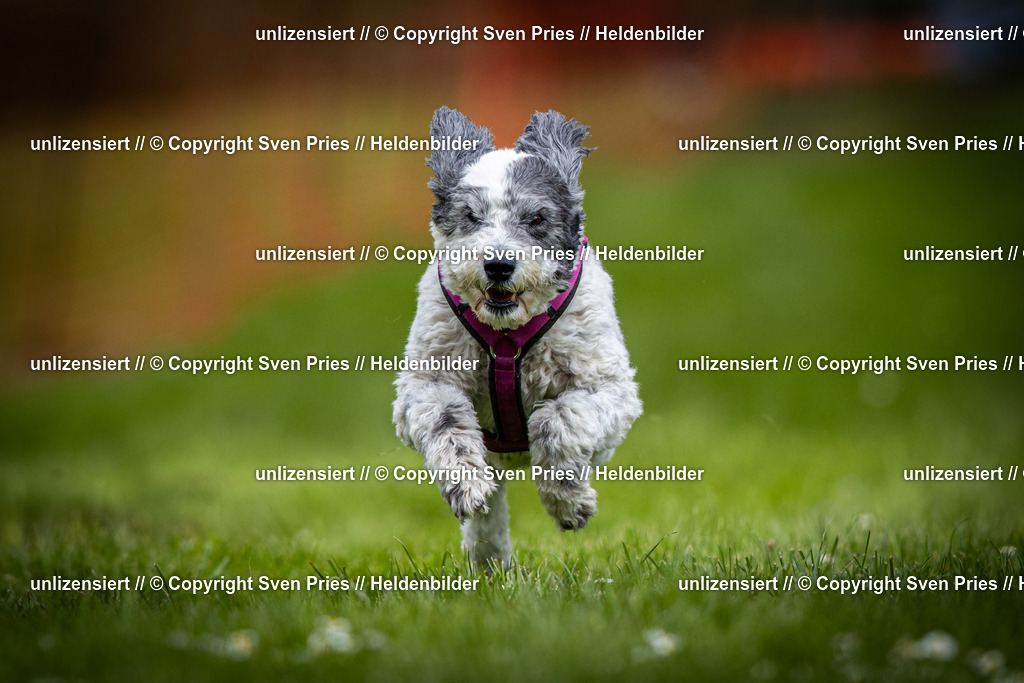 Sven Pries | 2025-04-13 - Hunderennen Baden-Baden - Realisiert mit Pictrs.com