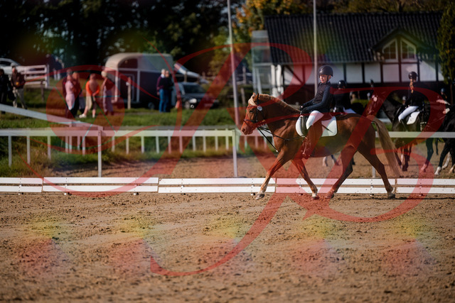2026_10_03_Siefer-Hof_120144_Z63_34375693 | Professionelle Reitsport-, Turnier- und Eventfotografie von Robert Broda. Galerien mit ausgewählten und bearbeiteten Bildern direkt online ansehen und bestellen.