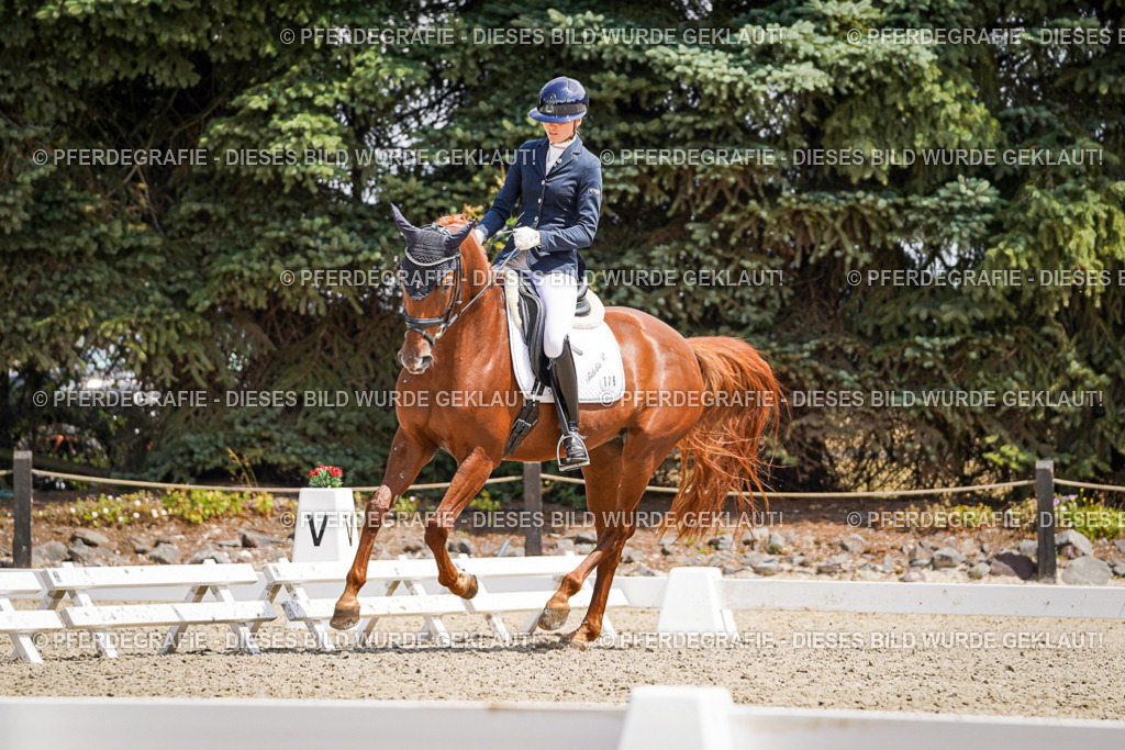 DSC01055 | Pferdegrafie