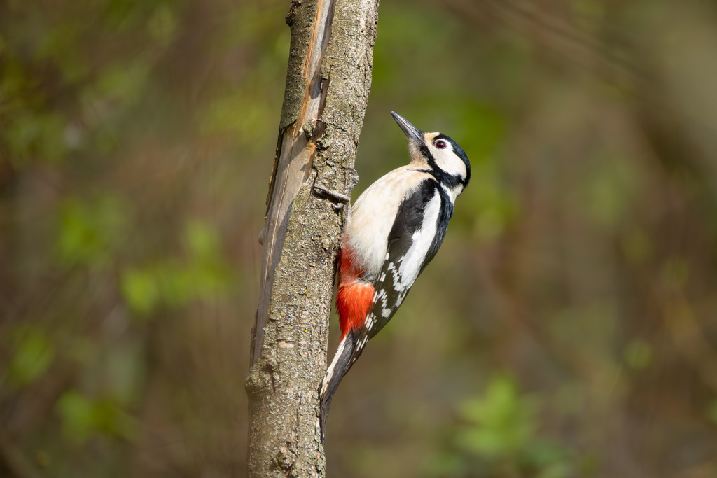Der Buntspecht | Der Buntspecht (Dendrocopos major) gehört zu den bekanntesten und häufigsten Vogelarten Mitteleuropas und ist ein unverzichtbarer Bewohner unserer Wälder, Parks und Gärten. Er fällt nicht nur durch sein auffälliges, kontrastreiches Gefieder ins Auge, sondern vor allem durch seine charakteristischen Tätigkeiten: das laute Hämmern gegen Baumstämme, das sogenannte Trommeln, und die damit verbundene Suche nach Nahrung und das Anlegen von Bruthöhlen. Als „Baumdoktor“ spielt er eine wichtige ökologische Rolle bei der Kontrolle von Schadinsekten in Holzbeständen. - Realisiert mit Pictrs.com