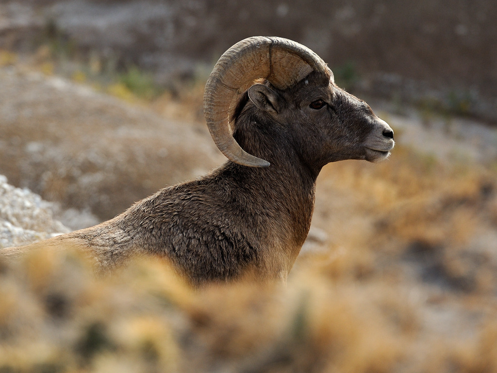 bighorn-sheep-2012-385 | Männliches Dickhornschaf (Ovis canadensis)/Bighorn Sheep bei Interior im Badlands National Park in South Dakota (USA) - Realisiert mit Pictrs.com
