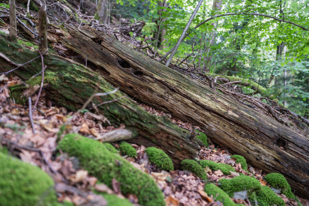 ZD250916093209 | Fotoshop von zweidimensional Fotografie. Ihr Fotograf im Aargau. Abzüge von Ihrem Fotobox Event bestellen.Abzüge von Ihrem Hochzeit bestellen.Abzüge von Ihrem Schulfotograf bestellen.