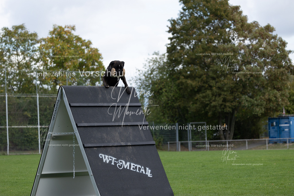 _16A6735 | Einzigartige Fotos von Hunden & Menschen –Actionfotos, Portraits, Vereinsaufnahmen & Paarshootings – authentisch, lebendig & mit Herz.