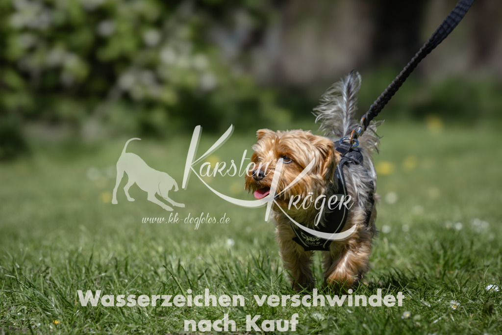 1245_ZZ94055 | kk-dogfotos