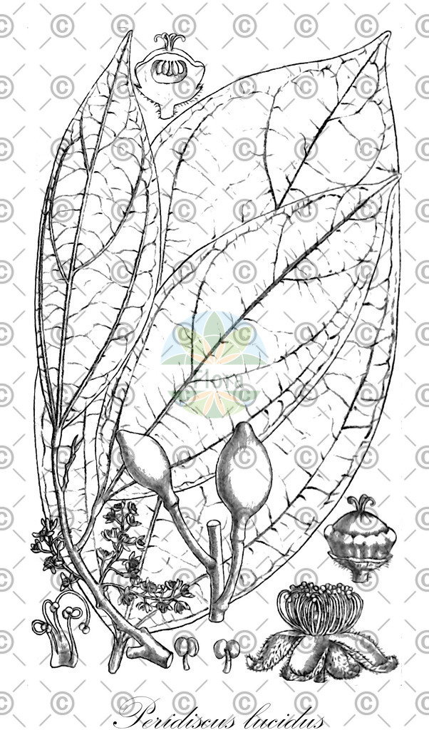 HistAbb_EMP_24225_1_SIMPLE | Historische Abbildung von Peridiscus lucidus - Peridiscaceae | Historical Illustration of Peridiscus lucidus - Peridiscaceae
