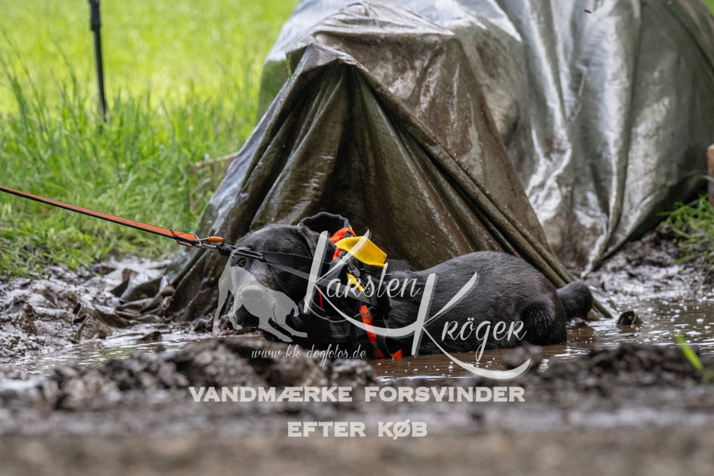 1136_ZZ93232 | kk-dogfotos