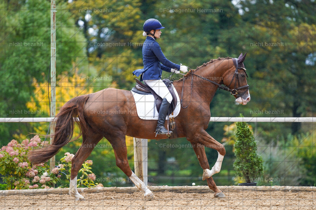 20221008-FAH01743 | Diessen am Ammersee, 2022, Dressur- und Springturnier, Reitsportbilder, Turnierfotografen Bayern, Pferdefotografen, Fotoagentur Herrmann, Turnierbilder