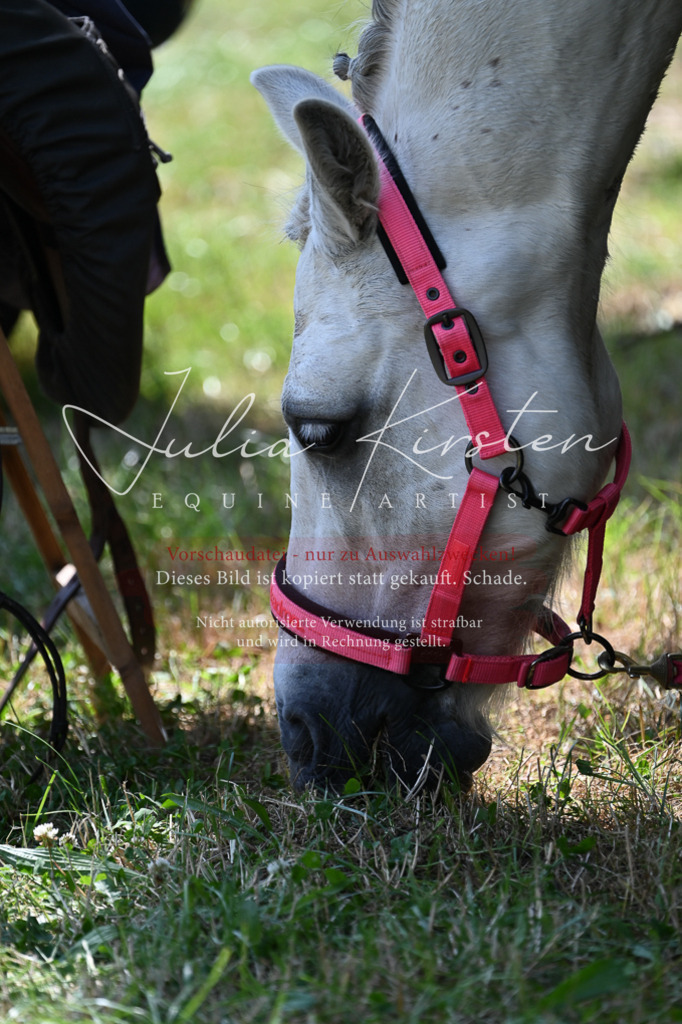DSC_9556 | Pferde- und Turnierfotografie in Westsachsen. Pferdeportraits, Auftragszeichnungen und intuitive Kunst.