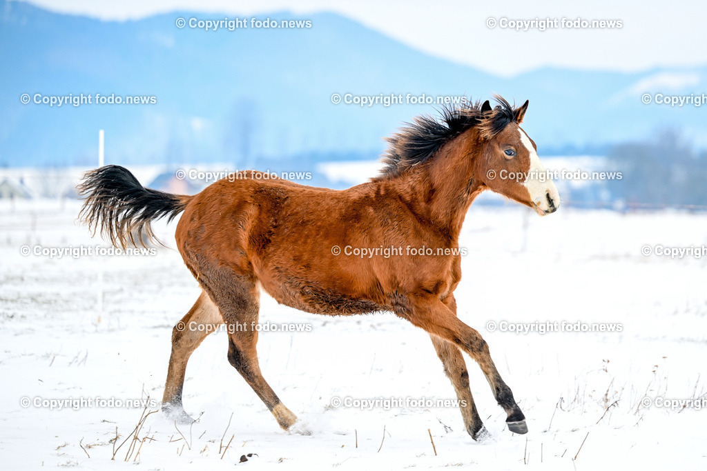Slowakei_ Durcina_ Ranch Simba_ 06.01.2026-9 | 06.01.2026, Rajec, SVK, Themenbild, Pferde, im Bild Pferd, Pferde, Stute, Hengst, Fohlen, Quarter Horse, Ranch, Weide, Hof, Wiese, Stall, Nutztier, Tier, Winter, Schnee