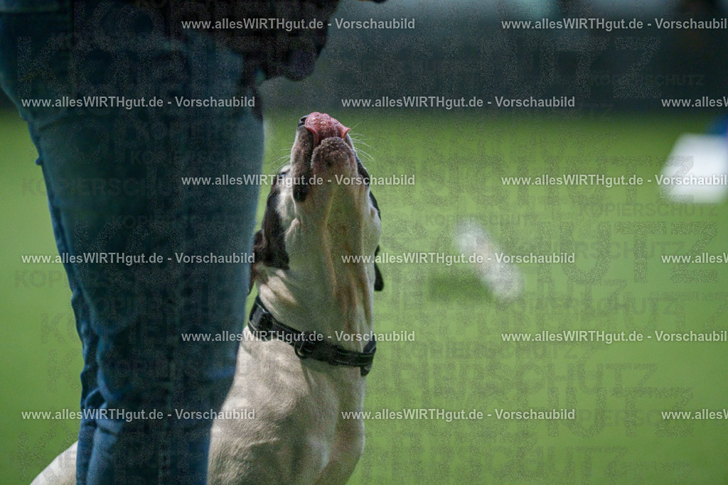 7R507776 | Professionelle Tierfotografie in Mönchengladbach von Daniel Wirth (allesWIRTHgut). Liebevolle & natürliche Bilder von Hunden & Katzen für unvergessliche Erinnerungen.