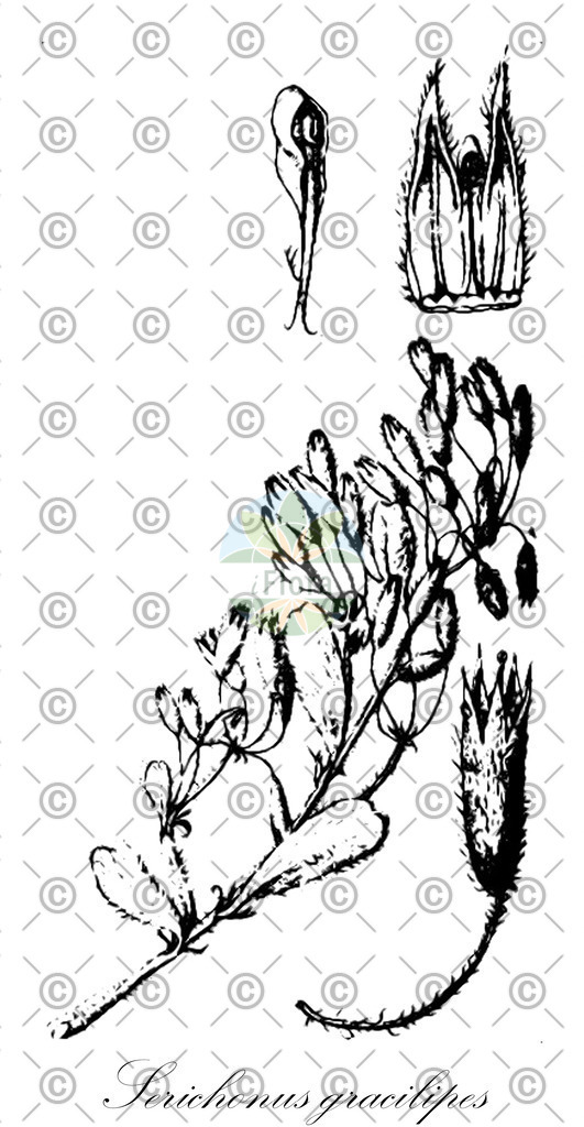 HistAbb_wfo-0001046177_1_ENZY_Simple | Historische Abbildung von Serichonus gracilipes - Rhamnaceae | Historical Illustration of Serichonus gracilipes - Rhamnaceae